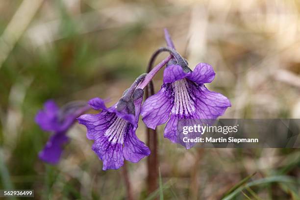 common butterwort -pinguicula vulgaris-, flowering, ireland, british isles, europe - pinguicula vulgaris stock pictures, royalty-free photos & images