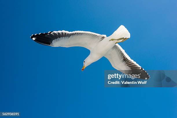 kelp gull -larus dominicanus-, in flight, at walvis bay, erongo region, namibia - kelp gull stock pictures, royalty-free photos & images