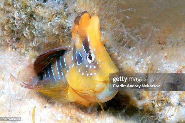 peacock blenny -blennius pavo, salaria pavo-, male, black sea, crimea, russia - black blenny stock pictures, royalty-free photos & images
