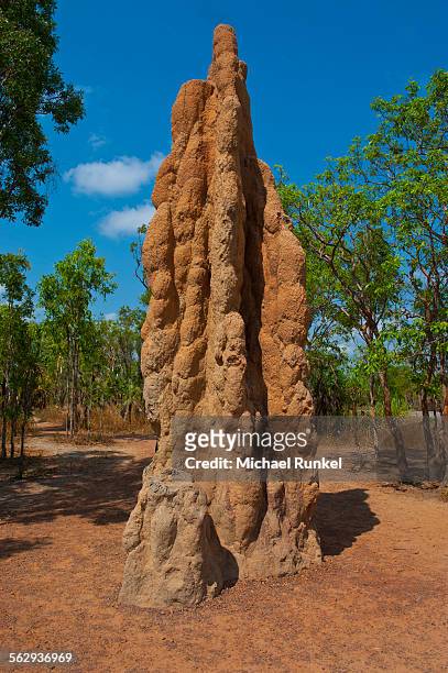 termite mound in the litchfield national park, northern territories, australia - isoptera stock pictures, royalty-free photos & images