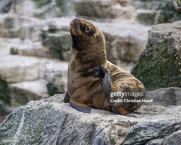 south american sea lion -otaria flavescens-, coquimbo region, chile - aquatic mammal stock pictures, royalty-free photos & images