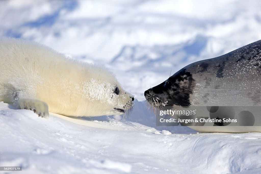 Harp Seal or Saddleback Seal -Pagophilus groenlandicus, Phoca groenlandica-, adult female with pup on pack ice, Magdalen Islands, Gulf of Saint Lawrence, Quebec, Canada