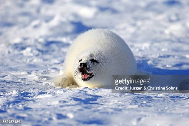 harp seal or saddleback seal -pagophilus groenlandicus, phoca groenlandica-, pup on pack ice, magdalen islands, gulf of saint lawrence, quebec, canada - harp seal stock pictures, royalty-free photos & images
