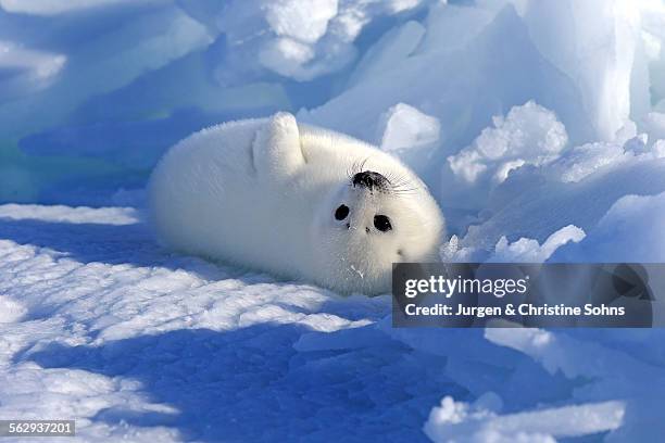 harp seal or saddleback seal -pagophilus groenlandicus, phoca groenlandica- pup on pack ice, magdalen islands, gulf of saint lawrence, quebec, canada - harp seal stock pictures, royalty-free photos & images