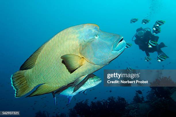 diver watching humphead wrasse -cheilinus undulatus- and bluefin trevally -caranx melampygus-, embudu channel, indian ocean, tilla, south male atoll, maldives - humphead wrasse stockfoto's en -beelden