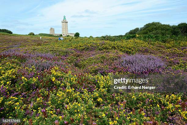 landscape with bell heather -erica cinerea- and common gorse -ulex europaeus- at cap frehel, department cotes-darmor, brittany, france - erica cinerea stock pictures, royalty-free photos & images