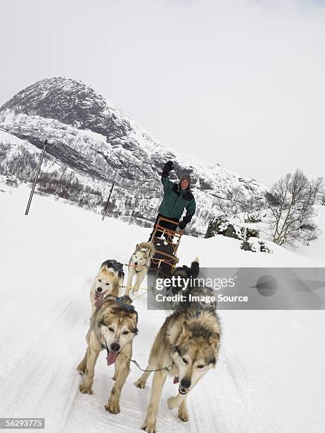 man on a dog sled - husky sled stock pictures, royalty-free photos & images