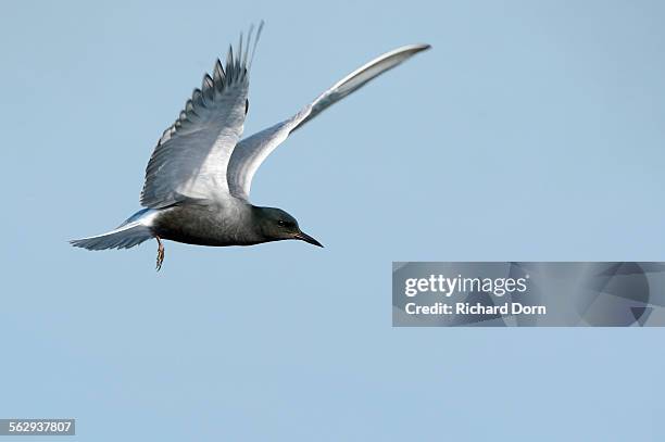 flying black tern -chlidonias niger-, gelderland, the netherlands - black tern stock pictures, royalty-free photos & images