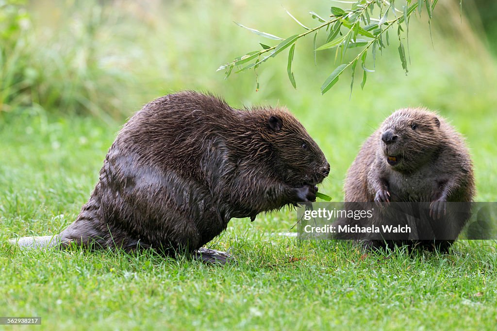 Eurasian beaver -Castor fiber-, one feeding on a willow branch, Tyrol, Austria