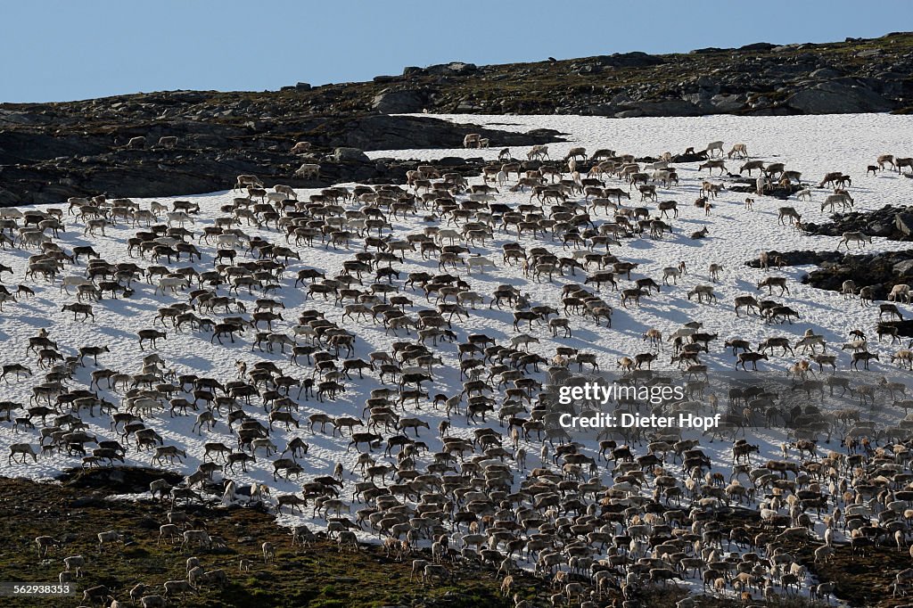 Reindeer -Rangifer tarandus- crossing a snowfield, North Norway, Norway