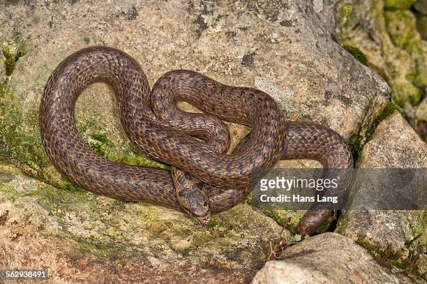 smooth snake -coronella austriaca- sunbathing, baden-wurttemberg, germany - coronella austriaca stock pictures, royalty-free photos & images