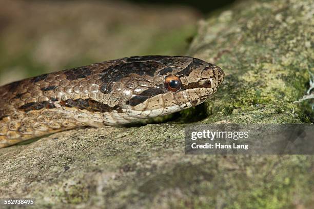 smooth snake -coronella austriaca-, baden-wurttemberg, germany - coronella austriaca stock pictures, royalty-free photos & images