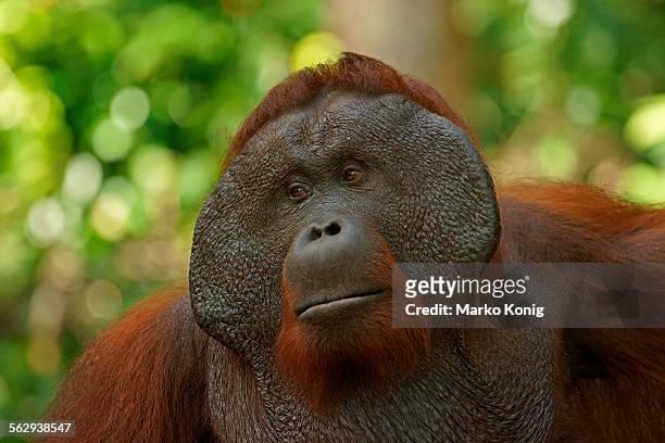 bornean orangutan -pongo pygmaeus-, male, tanjung puting national park, central kalimantan, borneo, indonesia - bornean orangutan stock pictures, royalty-free photos & images