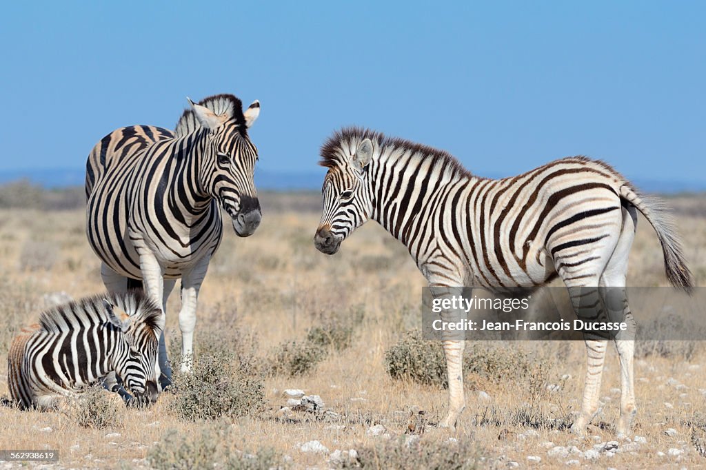 Burchells Zebras -Equus burchelli-, adult and foals, Etosha National Park, Namibia