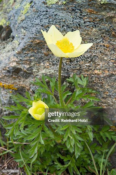alpine anemone or sulphur anemone -pulsatilla alpina ssp. alpiifolia-, kaunertal valley, tyrol, austria - pulsatilla alpina stock pictures, royalty-free photos & images