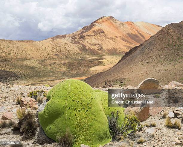 yareta or llareta cushion plant -azorella compacta-, putre, arica and parinacota region, chile - yareta stock pictures, royalty-free photos & images