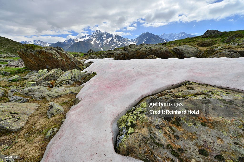 Snow Alga or Snow Algae -Chlamydomonas nivalis-, Kaunergrat Range at the back, Seeles See lake, Kaunertal Valley, Tyrol, Austria
