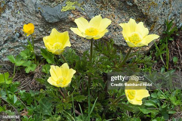 alpine anemones or sulphur anemones -pulsatilla alpina ssp. alpiifolia-, kaunertal valley, tyrol, austria - pulsatilla alpina stock pictures, royalty-free photos & images