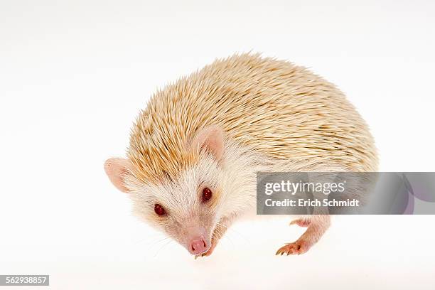 four-toed hedgehog or african pygmy hedgehog -atelerix albiventris-, albino - atelerix albiventris stock pictures, royalty-free photos & images