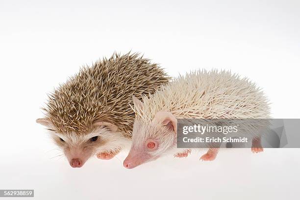 two four-toed hedgehogs or african pygmy hedgehogs -atelerix albiventris-, albino on the right - atelerix albiventris stock pictures, royalty-free photos & images