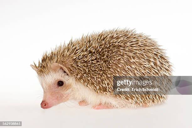 four-toed hedgehog or african pygmy hedgehog -atelerix albiventris- - atelerix albiventris stock pictures, royalty-free photos & images