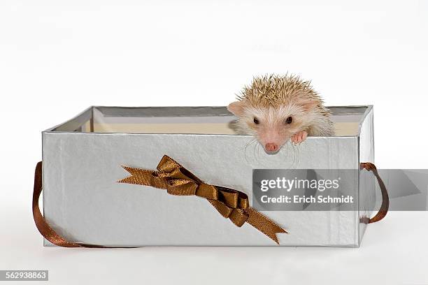 two four-toed hedgehogs or african pygmy hedgehogs -atelerix albiventris-, looking out of a gift box - african pygmy hedgehog ストックフォトと画像