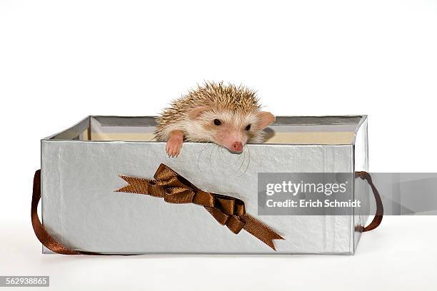 two four-toed hedgehogs or african pygmy hedgehogs -atelerix albiventris-, looking out of a gift box - atelerix albiventris stock pictures, royalty-free photos & images