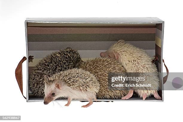 four-toed hedgehogs or african pygmy hedgehogs -atelerix albiventris- in a box, one at the front - atelerix albiventris stock pictures, royalty-free photos & images
