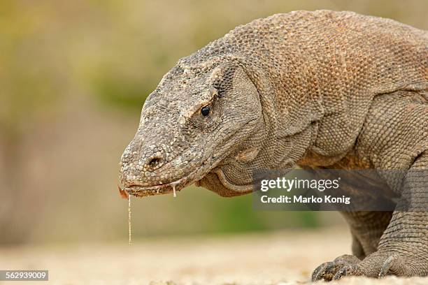 komodo dragon -varanus komodoensis-, rinca island, komodo national park, indonesia - komodo island stock-fotos und bilder