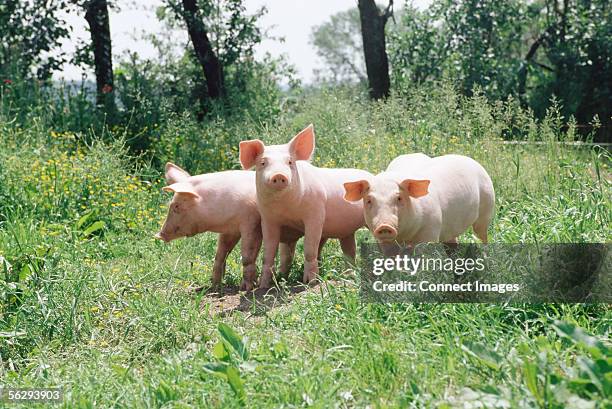 three pigs in a meadow - pig stock pictures, royalty-free photos & images