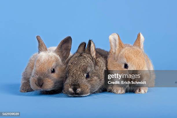 three domestic rabbits -oryctolagus cuniculus forma domestica- - forma stock pictures, royalty-free photos & images