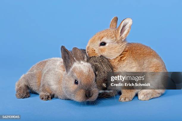 three domestic rabbits -oryctolagus cuniculus forma domestica- - forma stock pictures, royalty-free photos & images