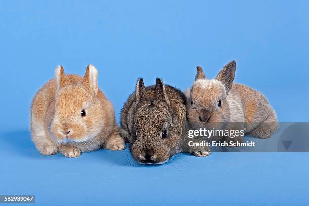 three domestic rabbits -oryctolagus cuniculus forma domestica- - forma stock pictures, royalty-free photos & images