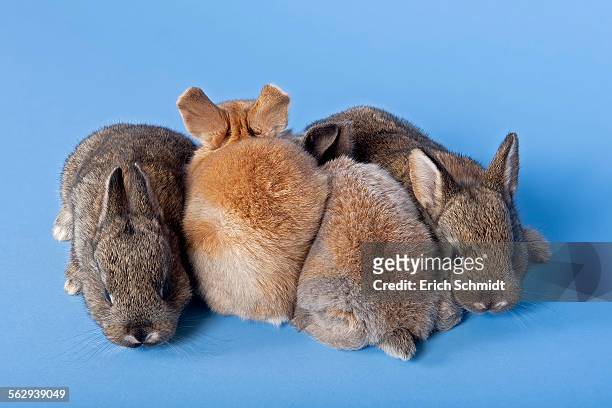 four domestic rabbits -oryctolagus cuniculus forma domestica- - forma stock pictures, royalty-free photos & images