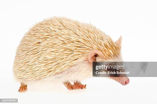 four-toed hedgehog or african pygmy hedgehog -atelerix albiventris-, albino - african pygmy hedgehog ストックフォトと画像