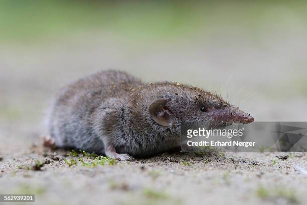 1,282 Shrew Photos and Premium High Res Pictures - Getty Images