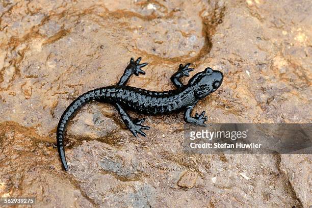 alpine salamander -salamandra atra-, bernese oberland, switzerland - salamandra fotografías e imágenes de stock