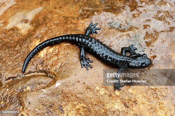 alpine salamander -salamandra atra-, bernese oberland, switzerland - salamandra stockfoto's en -beelden