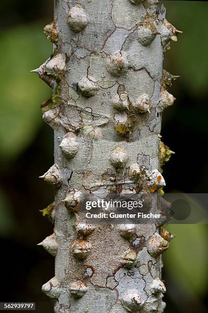 thorny bark of the silk floss tree -ceiba speciosa-, tambopata nature reserve, madre de dios region, peru - ceiba speciosa stock pictures, royalty-free photos & images