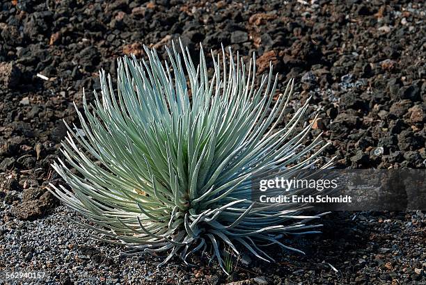 silversword -argyroxiphium sandwicense- plant growing in the haleakala crater, maui, hawaii, united states - argyroxiphium sandwicense stock-fotos und bilder