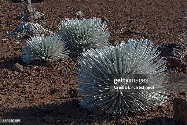 silversword -argyroxiphium sandwicense- plants growing in the haleakala crater, maui, hawaii, united states - argyroxiphium sandwicense stock-fotos und bilder