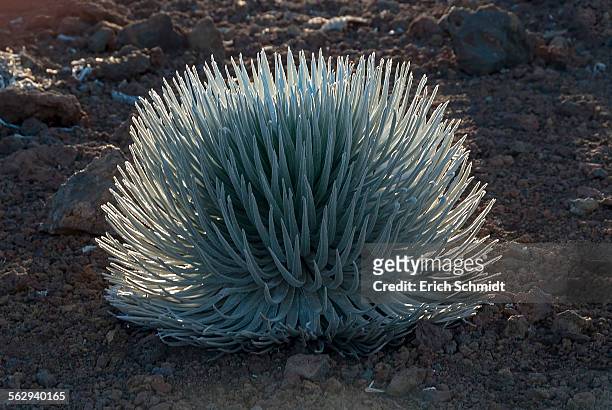silversword -argyroxiphium sandwicense- plant growing in the haleakala crater, maui, hawaii, united states - argyroxiphium sandwicense stock-fotos und bilder