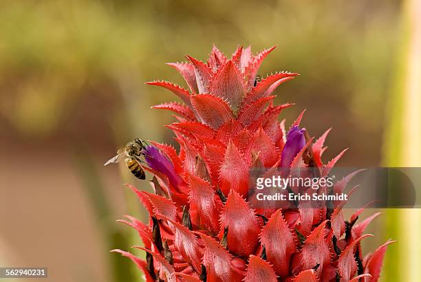 pineapple flower -ananas comosus-, o&#39;ahu, hawaii, united states - bromeliad stock pictures, royalty-free photos & images