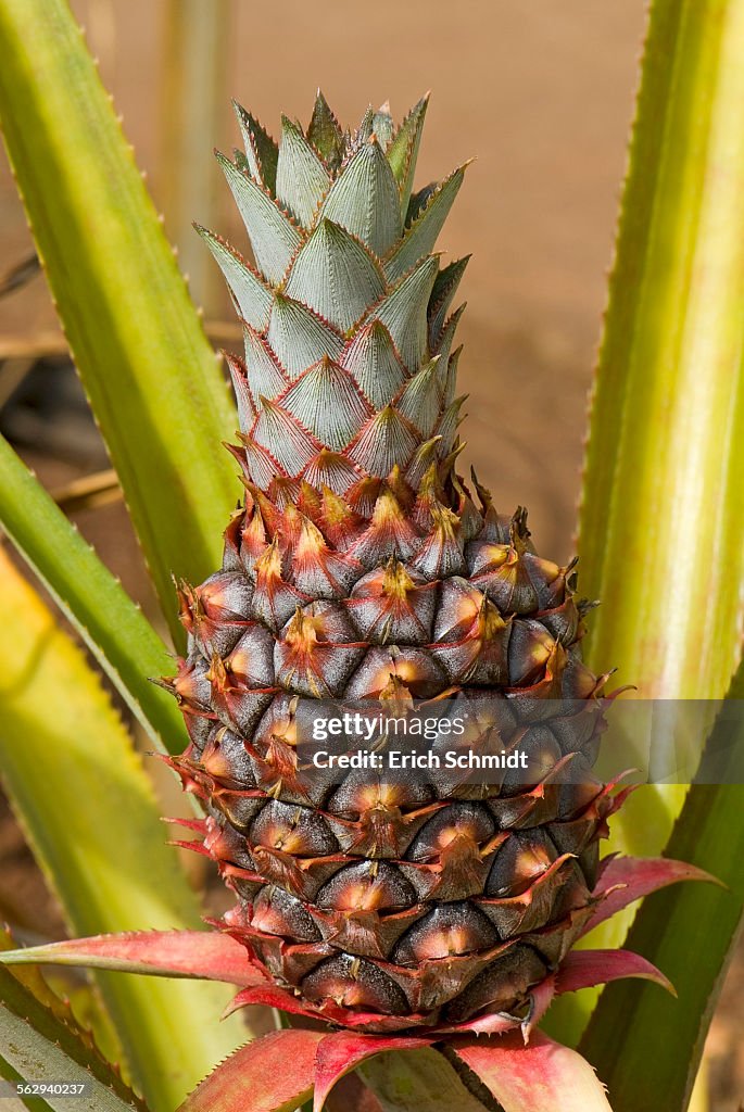 Pineapple -Ananas comosus-, Oahu, Hawaii, United States