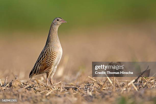 corncrake -crex crex-, attentive, middle elbe region, saxony-anhalt, germany - crex stock pictures, royalty-free photos & images