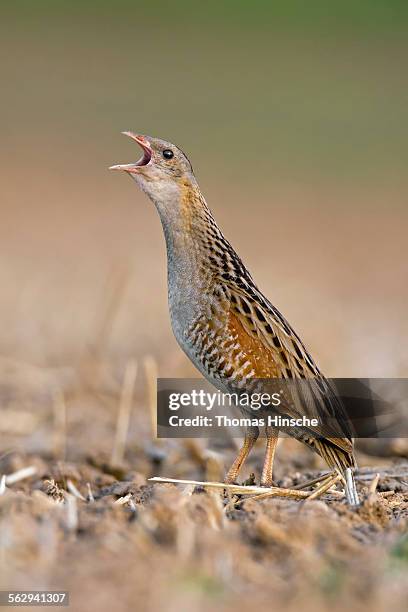 corncrake -crex crex-, calling, defence of territory , middle elbe region, saxony-anhalt, germany - crex stock pictures, royalty-free photos & images