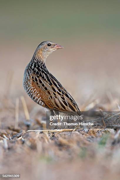 corncrake -crex crex-, listenting to a rivals song, middle elbe region, saxony-anhalt, germany - crex stock pictures, royalty-free photos & images