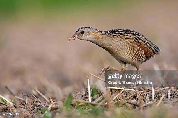 corncrake -crex crex-, foraging on the edge of a meadow, middle elbe region, saxony-anhalt, germany - corncrake stock pictures, royalty-free photos & images