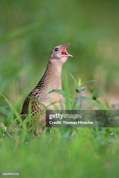 corncrake -crex crex-, calling, middle elbe region, saxony-anhalt, germany - crex stock pictures, royalty-free photos & images