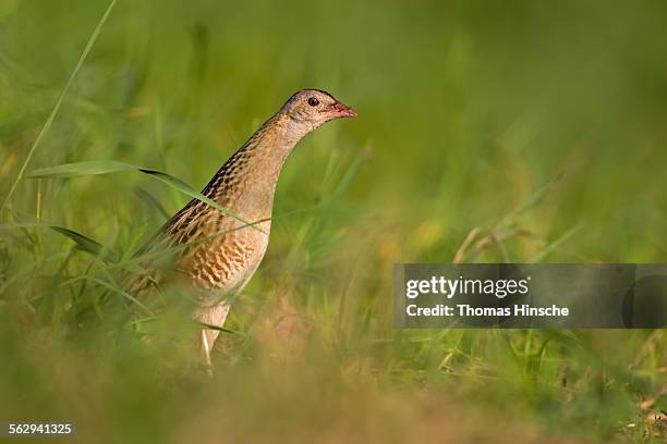 corncrake -crex crex-, furtively looking out from behind cover, middle elbe region, saxony-anhalt, germany - crex stock pictures, royalty-free photos & images